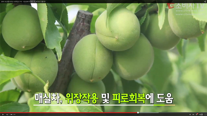 매실차, 위장작용 및 피로회복에 도움